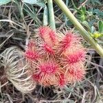 Glycyrrhiza echinata Fruit