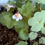 Cymbalaria muralis ?Blodyn