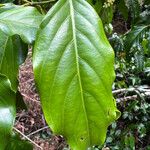 Ventilago neocaledonica Leaf