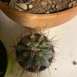 Melocactus azureus Φύλλο