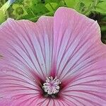 Malva trimestris Квітка