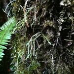 Grammitis serrulata Συνήθη χαρακτηριστικά