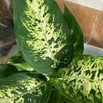 Dieffenbachia seguine Deilen