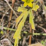 Cucumis ficifolius পাতা