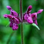 Stachys sylvatica Flower