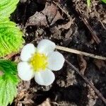 Fragaria vescaBlomst