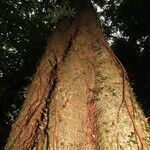 Jacaratia spinosa Rinde