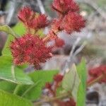 Angophora hispida Bloem