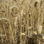 Triticum turgidum Fruto