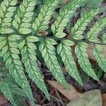 Polystichum luctuosum Folha