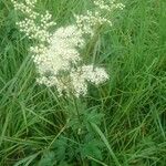 Filipendula ulmariaΛουλούδι