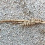 Brachypodium distachyon Fruit