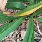 Hemerocallis minor Fuelha