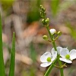 Sagittaria graminea Flower