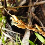 Erythrodes oxyglossa Fruto