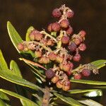Comarostaphylis arbutoides Fruit