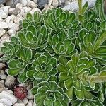 Saxifraga cotyledon 形態