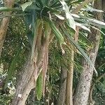 Dracaena steudneri Blatt