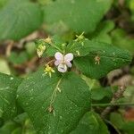 Viola canadensis ফুল