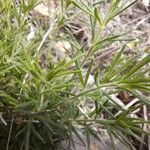 Teucrium pseudochamaepitys Blatt