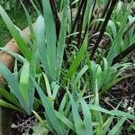 Sisyrinchium striatum Leaf