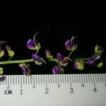 Desmodium purpusii Otro