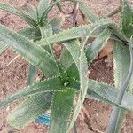 Aloe secundiflora Delienn
