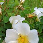 Rosa spinosissima Flower