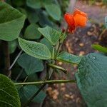 Phaseolus coccineus Flower