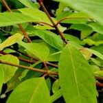 Cephalanthus occidentalis Hoja