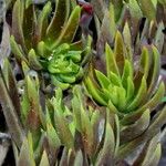 Echeveria angustifolia Leaf
