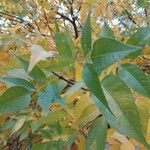 Fraxinus ornus List