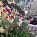 Opuntia engelmannii Fruit