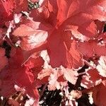 Heuchera americana 葉