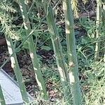 Asparagus officinalis Écorce