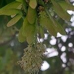 Acer macrophyllum Kvet