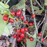 Solanum dulcamara Gyümölcs