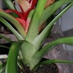 Guzmania lingulata পাতা