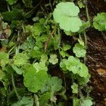 Sibthorpia europaea Leaf