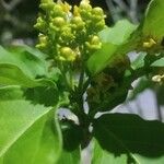 Bunchosia glandulifera Flor