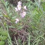Eulophia cucullata Hábito