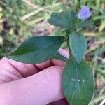 Symphyotrichum laeve Leaf