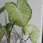 Syngonium podophyllumഇല