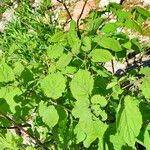 Aralia racemosa Vekstform