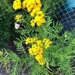 Tanacetum vulgareКвітка