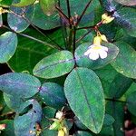 Oxalis barrelieri പുഷ്പം