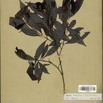 Ocotea neesiana Hoja