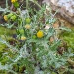 Senecio vulgaris 花
