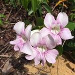 Cydista aequinoctialis Flor