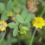 Trifolium aureum花